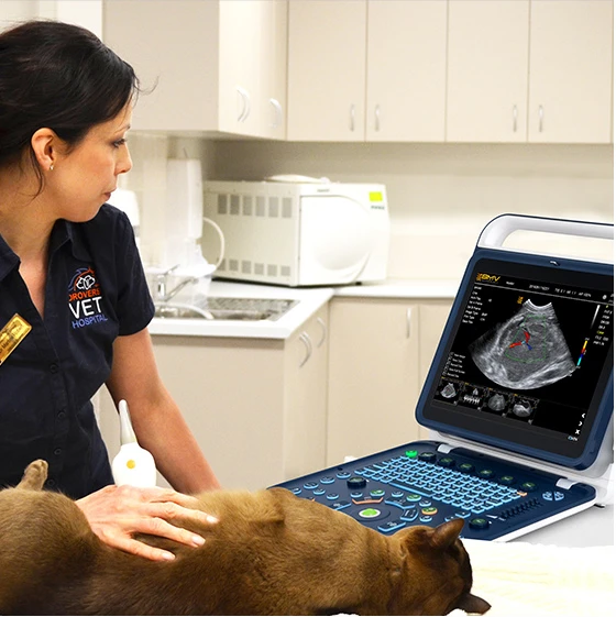 Small Animal Diagnostic Ultrasound